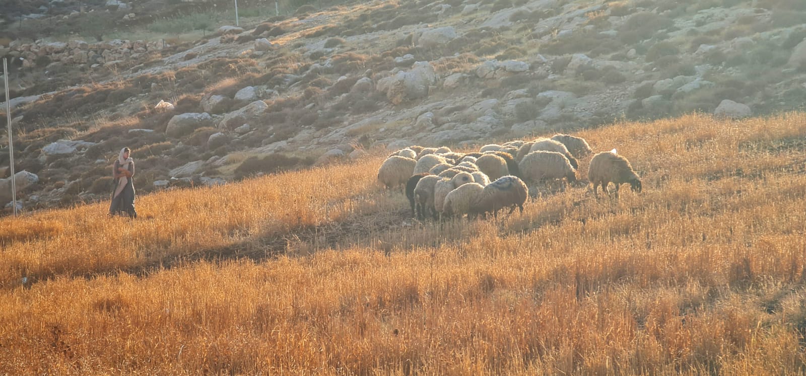 A shepherd and sheep on a golden hillside